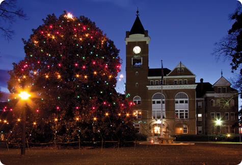 Magnolia tree with holiday lights at night