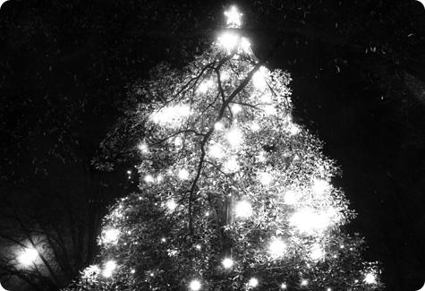 Black and white photo of the magnolia tree with holiday lights
