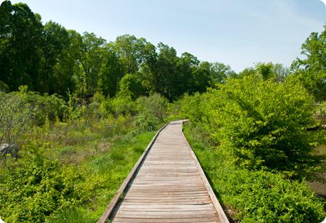 Boardwalk in Piedmont Wetlands Research Area