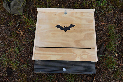 BirdandBat4