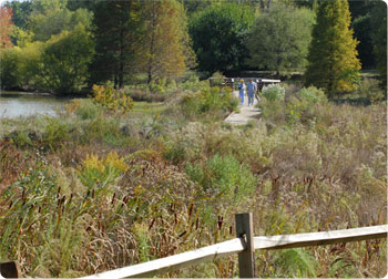 Wetlands boardwalk, medium