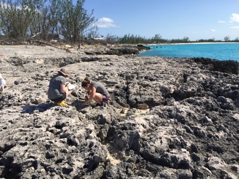 Students collecting data on the beach