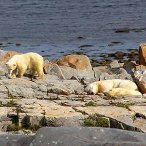 A photo of a mother polar bear and two cubs.