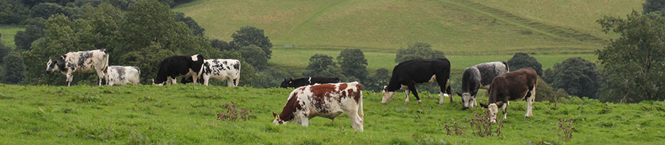 Cows grazing in a field