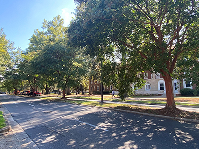 Sun shines through green trees, dappling on the road