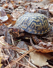 Eastern Box Turtle