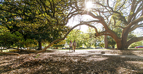 /uploadedImages/news/Articles/campustreeplan.jpg