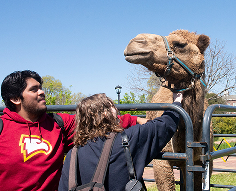 two students petting a camel at WU Zoo