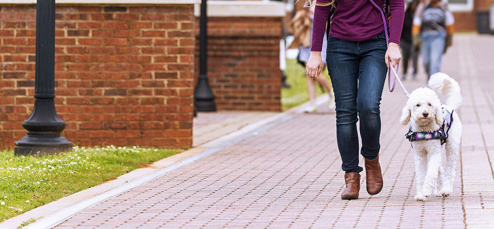 a student walking down scholars walk with her dog